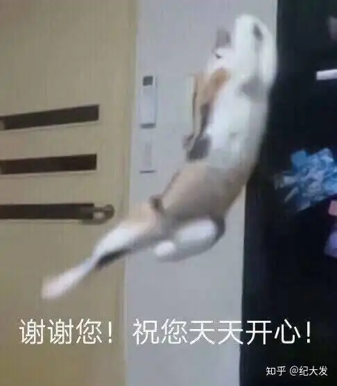 猫有哪些帅气的姿势