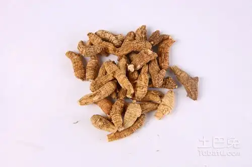 泡参种植独家秘招