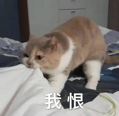 表情包我没有不开心