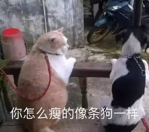 一条最近热门的猫咪的表情包火速收藏