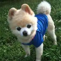 小狗卡通图片大全可爱头像微信头像图片大全
