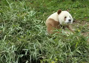 全世界仅此一只的棕色大熊猫,曾经竟然被父母嫌弃