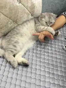 家养银渐层找个女朋友