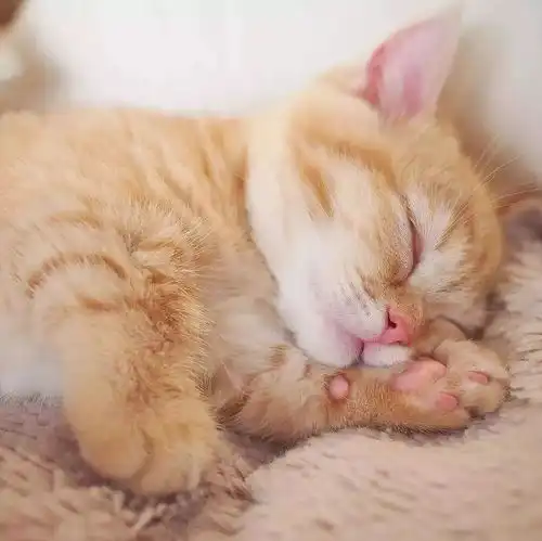 这只猫每天向主人要食物的时候就会做出这种动作,害羞式的霸道
