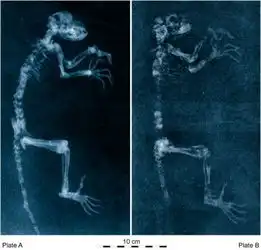 科学家或发现4700万年前人猿共同祖先