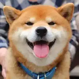 不会吐舌头卖萌的狗狗都不是好狗狗....