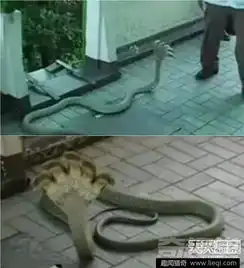 胆小慎入人类历史上20种最可怕怪物
