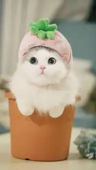 好看的壁纸百里挑一,拿走不谢
