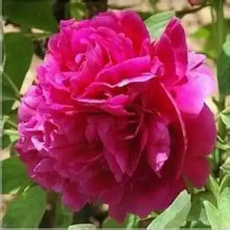 早上好,今天是正月初八88朵富贵牡丹花送给我的朋友圈