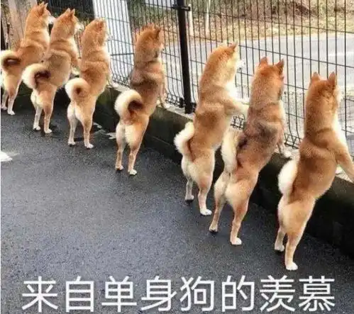 被安排的明明白白这相亲火了