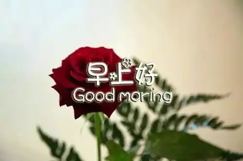 最新漂亮早上好问候图片鲜花带字新的一天早安语精美语句