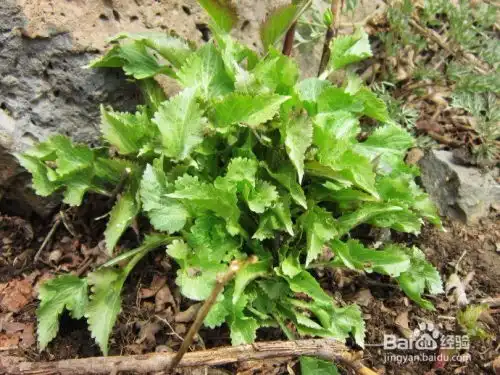 山野菜之山生菜的食用方法及食用禁忌
