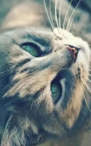 高清萌猫手机壁纸图片