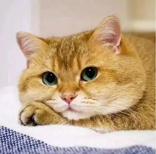 每日吸丨圆脸的橘猫才是最可爱超萌萌哒