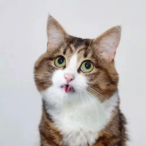 超萌的猫咪表情包拿走不谢