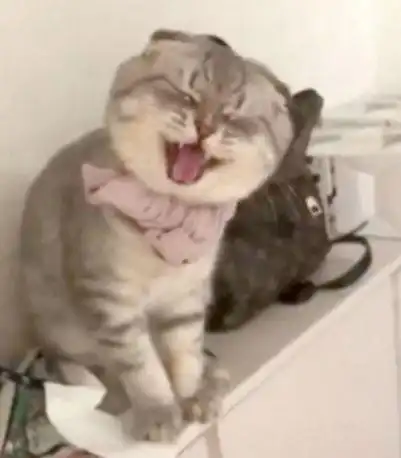 下班回家打开门猫猫就开始泼妇骂街一脸懵的主人看到它脚下时笑出腹肌