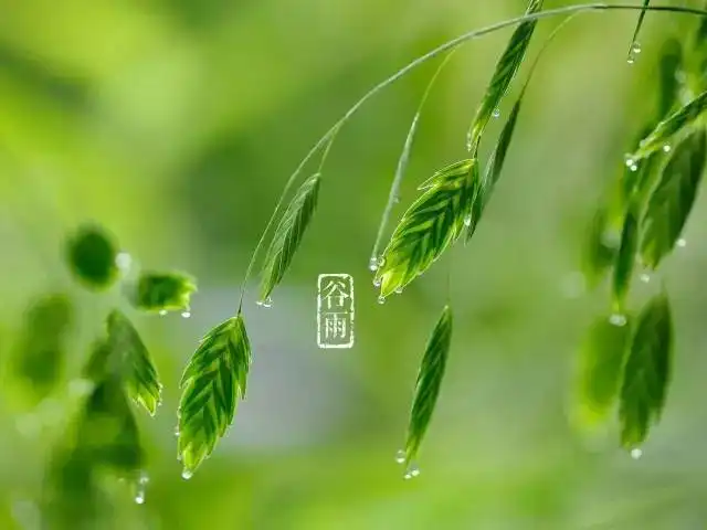 谷雨,留住春天最后的脚步