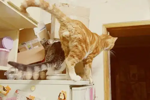 大脸阿兹猫来耍宝