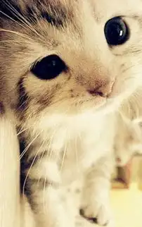 可爱萌猫手机壁纸
