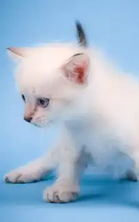 可爱的萌猫手机壁纸