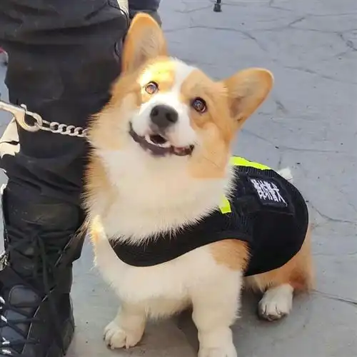 首个柯基警犬福仔亮相出门得背着它是怎么混上编制的