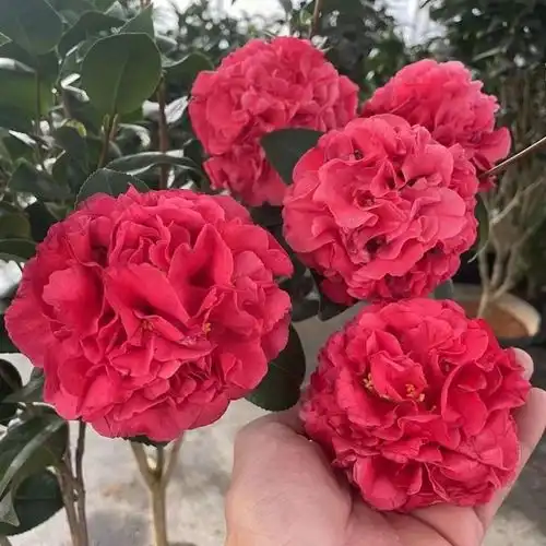 最美的花卉,竟然不是牡丹,它花型巨大如盆,花期长达小半年