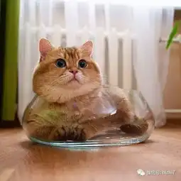 猫咪头像,圆脸才是最萌的