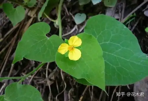 宋徽宗出画题踏花归去马蹄香殊不知还真有这么一种珍稀植物