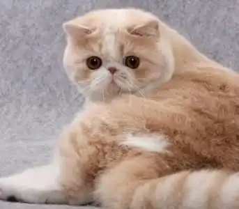 猫的记忆有多久它会记得你这个主人吗