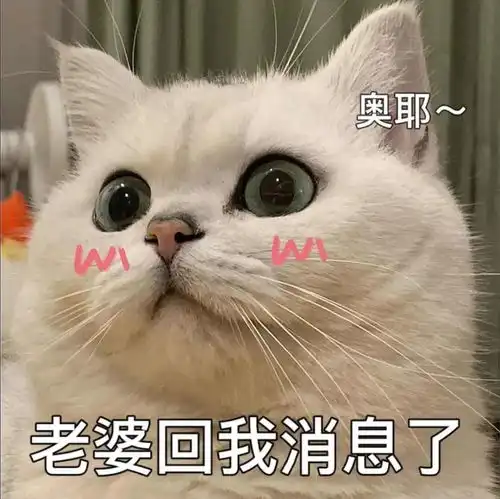 压箱底喵星人表情,认错专用哦