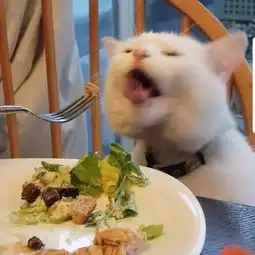 满脸写着抗拒的猫,因一张表情包爆红我就是不吃菜