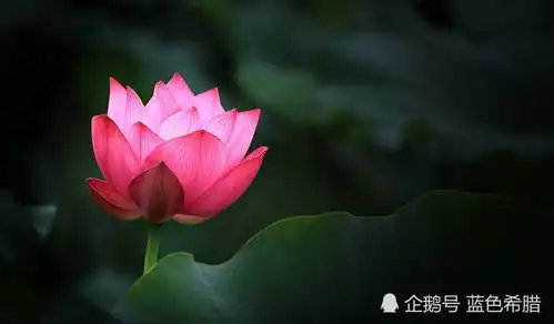 美丽的荷花怎么拍出意境美4个摄影套路,新手也能拍出荷花美照