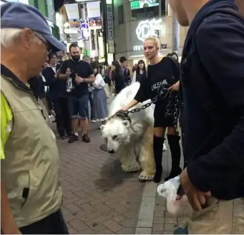 女汉子的宠物,是一头北极熊,居然在街上溜嘚