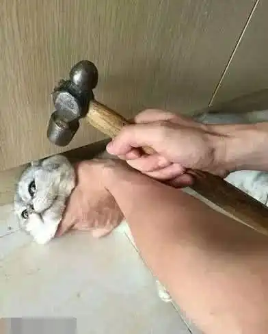 搞笑gif图皮皮猪,走我们一起兜风去