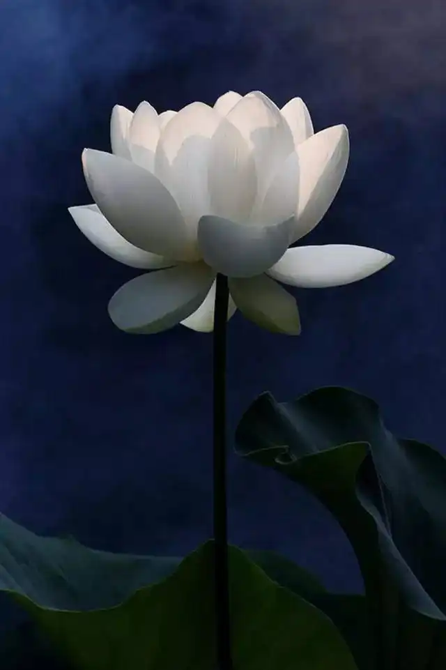 一个外国老人拍的荷花,惊艳了全世界,你一定没见过