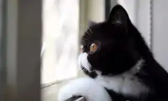 你走后,猫咪是怎样在家等候的