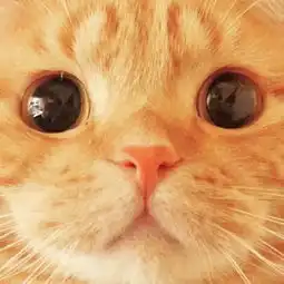 萌界之王muta一个眼神就能让猫奴们俯首称臣