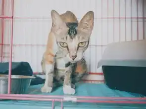 猫娘小一期待有爱