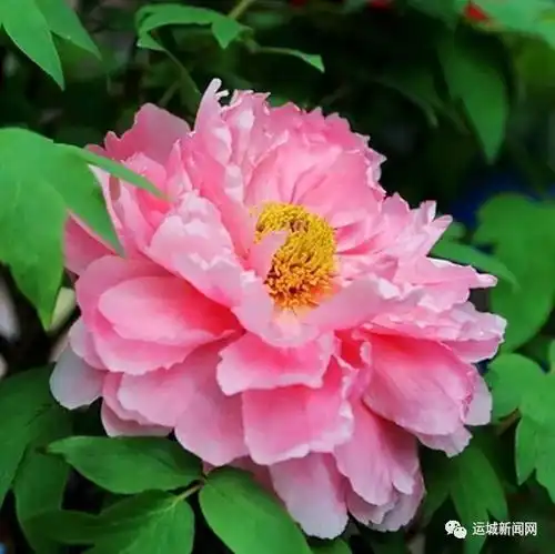 花开运城这份赏花指南请收好