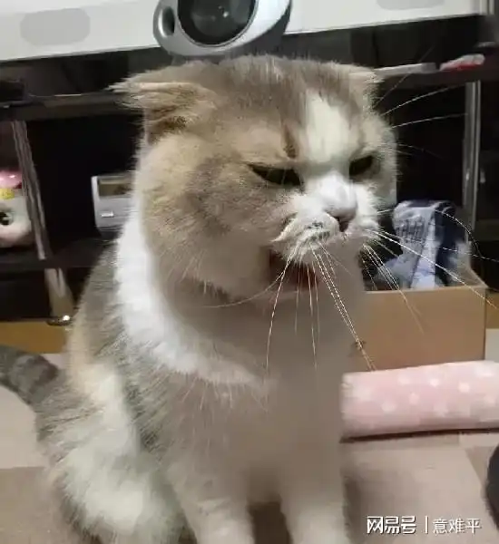 猫咪不把主人放在眼里表现,一旦出现了,你要当心了