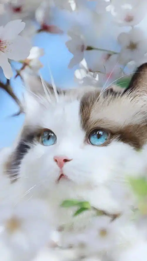 猫宫庄园猫舍治疗猫咪球虫病最简单的方法
