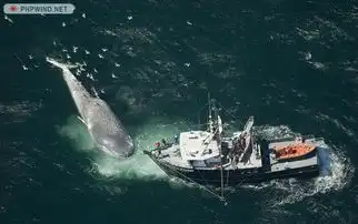 巨大蓝鲸尸横大海疑被船撞死