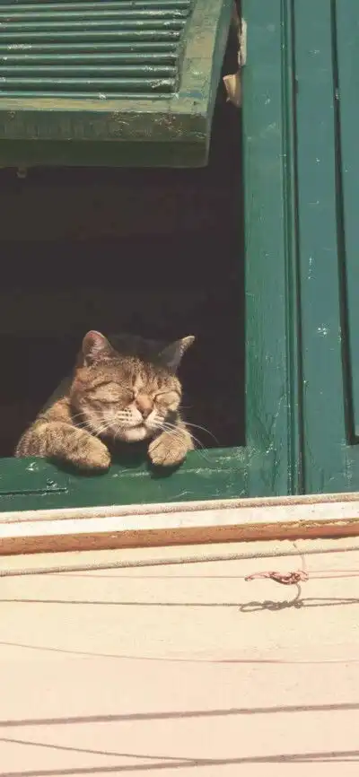 猫系列故宫的猫张扬异瞳白堆糖,美图壁纸兴趣社区