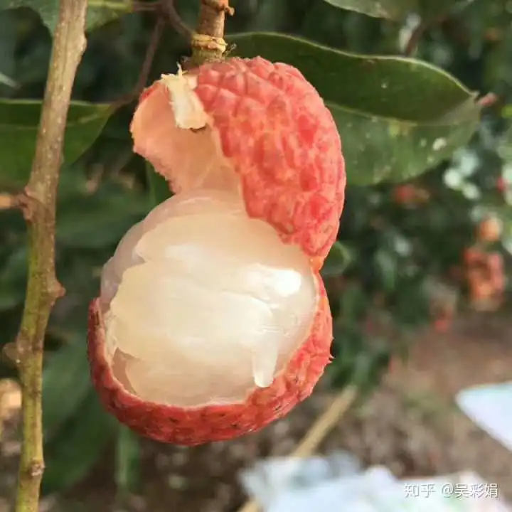 表情吴彩娟的想法夏天一定要吃的食物当然是荔枝啊,我表情