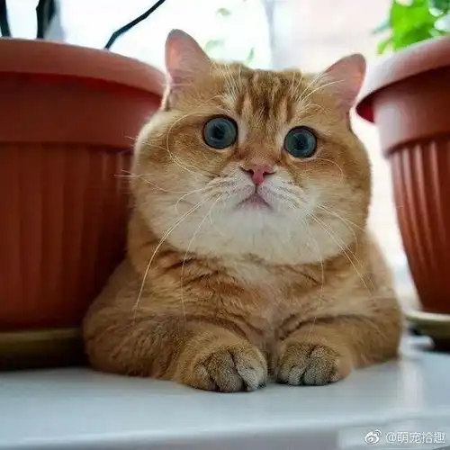 每日吸丨圆脸的橘猫才是最可爱超萌萌哒