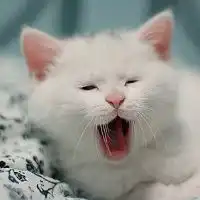活泼可爱的猫咪头像会做许多爱你的事
