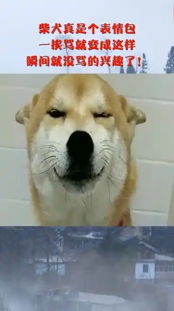 柴犬真是个表情包,一挨骂就变成这样,瞬间就没骂的兴趣了