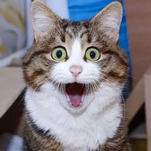 猫咪会被打服吗生活中批评小猫咪,会不会被记仇