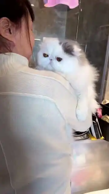 来自姥姥的温柔抱抱,虽然猫咪看上去没什么表情,但是开心的