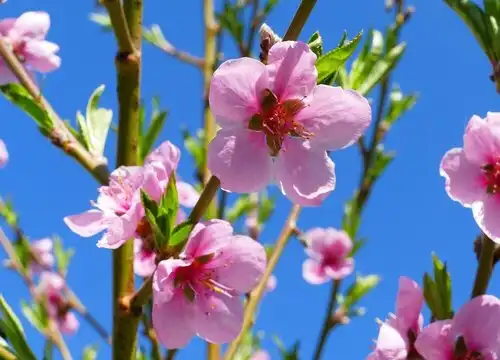 桃花的寓意和象征风水